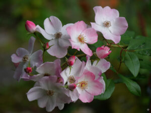 Rosa 'Rush' in Wurzerlsgarten