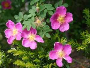 Rosa pimpinellifolia 'Single Cherry', Wurzerlsgarten 