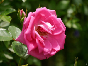 Rosa 'Rosarium Uetersen', Wurzerlsgarten