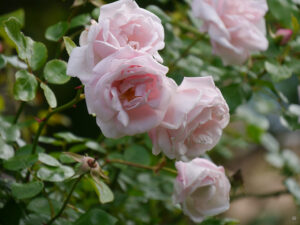 Rosa 'New Dawn', Wurzerlsgarten 