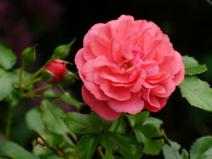 Rosa 'Morning Jewel', Wurzerlsgarten