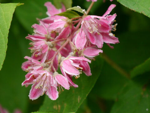 Deutzia rosea, Niedriger Sternchenstrauch, Wurzerlsgarten