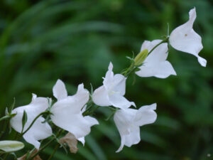 Campanula persicifolia 'Alba', Pfirsichblättrige Glockenblume, Wurzerlsgarten