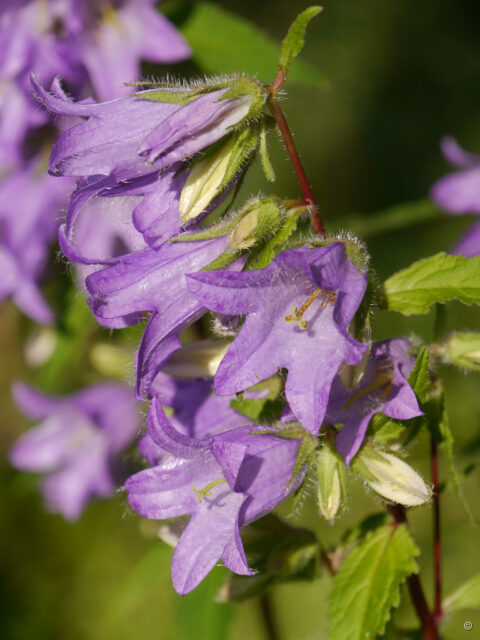 Campanula trachelium, Nesselblättrige Glockenblume, Wurzerlsgarten