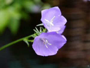 Campanula persicifolia, Pfirsichblättrige Glockenblume, Wurzerlsgarten