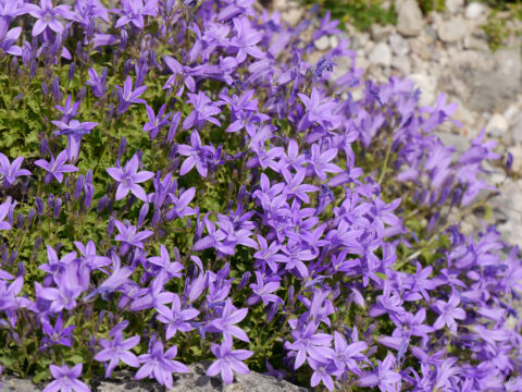 Campanula portenschlagiana 'Major', Dalmatiner Glockenblume 