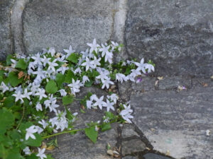 Campanula poscharskyana 'E.H.Frost', weiß, Hängepolster-Glockenblume, Wurzerlsgarten