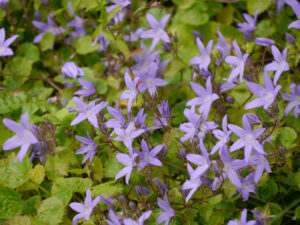 Campanula poscharskyana, Hängepolster-Glockenblume, Wurzerlsgarten