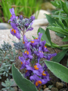 Linaria alpina, Steingarten