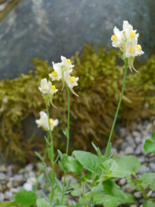 Linaria vulgaris, Steingarten, Wurzerlsgarten