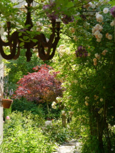 Die Rosa 'Ghislaine de Feligonde' neigt sich anmutig in den Weg und auf die Terrasse. 