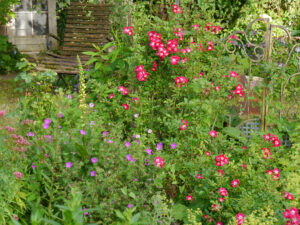 Rosa 'Libertas', Frauenmantel, Storchschnabel, Königskerze und Spornblume in Wurzerlsgarten