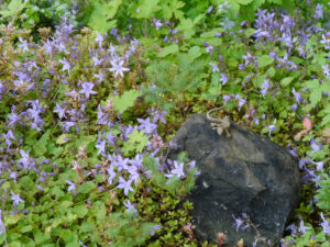 Campanula poscharskyana im Steingarten