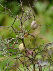 Oh habe ich eine neue Art entdeckt? Mühlenbeckia gastropoda, Schneckenbaum, Wurzerlsgarten