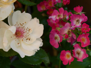 Rosa 'Jacquline du prés' und Rosa 'Mozart'