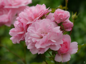 Rosa 'Bonica 82' in Wurzerlsgarten