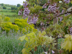 Wisteria, Euphorbia, und Nepeta im Eingangsbereich vom Peto Garden