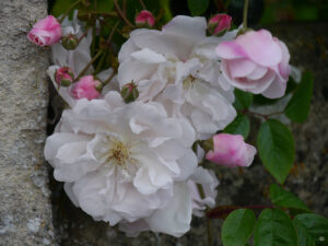 Rosen an der Eingangsmauer vom Peto Garden