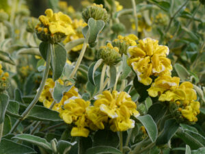 Strauchiges Brandkraut, Phlomis fruticosa, im Peto Garden