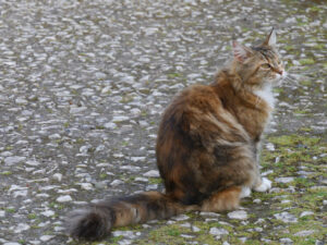 Die dreifarbige Main Coone ist eine von drei Katzen, die hier zuhause sind.