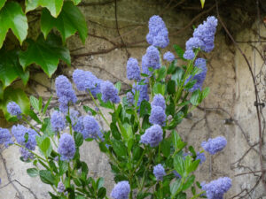 Ceanothus, Säckelblume im Peto Garden