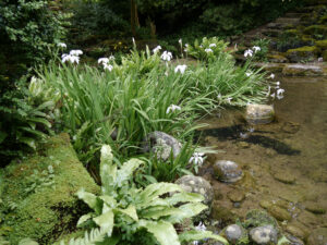 weiße Japaniris in The Peto Garden, Iford Manor