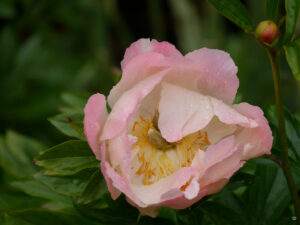 The Peto Garden, Iford Manor