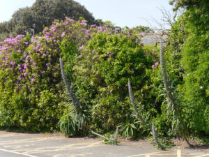 Echium pininana, Riesen-Natternkopf und Rhododendren im Randbereich des Eingangs des Trebah Garden