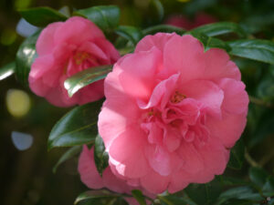 Camellia, Trebah Garden