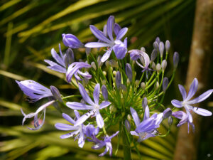 Agapanthus, Trebah Garden