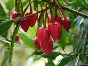 Crinodendron hookerianum, Laternenbaum, Trebah Garden