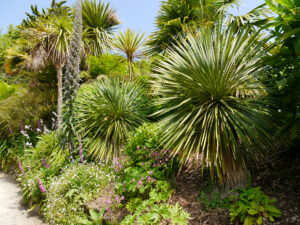 Echium pininana, Riesen-Natternkopf, Palmen und Yucca rostrata, Trebah Garden