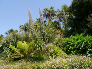 Echium pininana, Riesen-Natternkopf, Palmen und Yucca rostrata, Trebah Garden