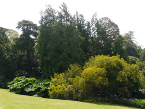 Der Rasenweg mit Blick nach unten in Trebah Garden