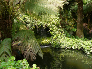 Der Koiteich in Trebah Garden