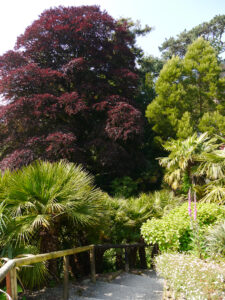 Der Weg zum Wassergarten in Trebah