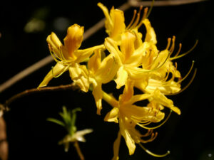 Späte Rhododendren blühen noch in Trebah