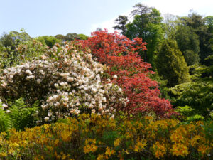 Späte Rhododendren blühen noch in Trebah