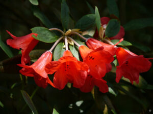 Späte Rhododendren blühen noch in Trebah