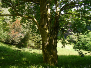 Solitärbaum in Trebah Garden