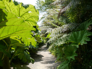 Gunnera maciata, Trebah Garden