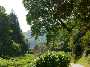 Blick auf den Helford River vom Trebah Garden aus.