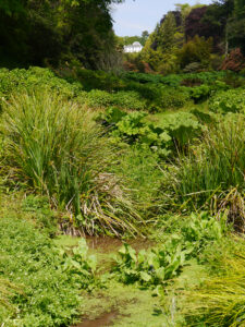 Blick von der Mallard Bridge zum Herrenhaus hinauf in Trebah Garden