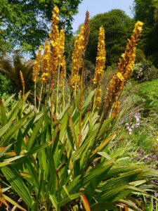 Wachendorfia thyrsiflora, Sumpf-Schmetterlingslilie im Trebah Garden