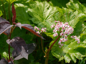 Darmera peltata, Schildblatt, rotblättrige Persicaria in Trebahs Garten