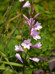 Watsonia barbonica, die Kaphornlilie,  in Trebahs Garten