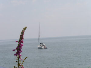 Blick vom Gartenende Trebahs aus auf den Mündungsbereich des Helford River