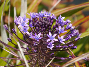 Scilla peruviana, Peruanischer Blaustern Trebah Garden