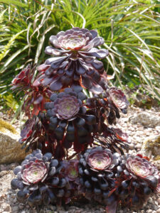 Aeonium arboreum var. atropurpureum 'Schwarzkopf', Trebah Garden