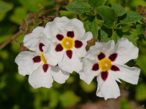 Cistus x dansereaui 'Decumbens', Zistrose, in Trebah Garden